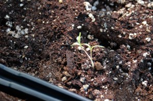 These are either bell peppers or onions. I dunno yet. 