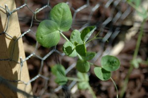 My peas are starting to creep up the lattice that I made for them.