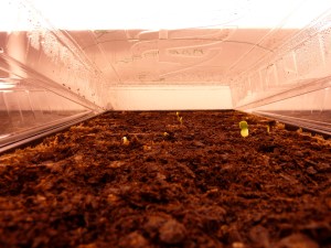 The first seedlings