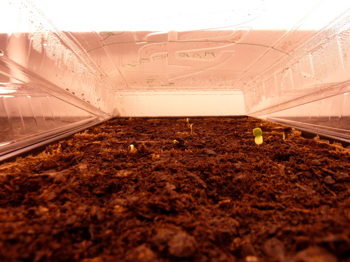 The first seedlings
