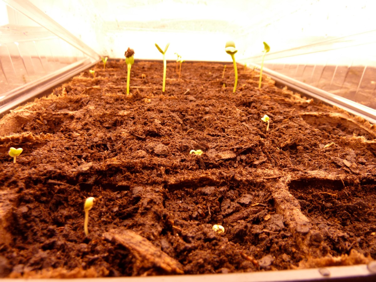 Sunflower seedlings with the cauliflower seedlings in the foreground.