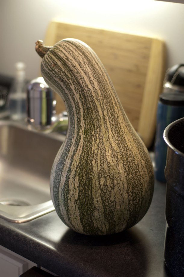 The cushaw before I started hacking away at it. 