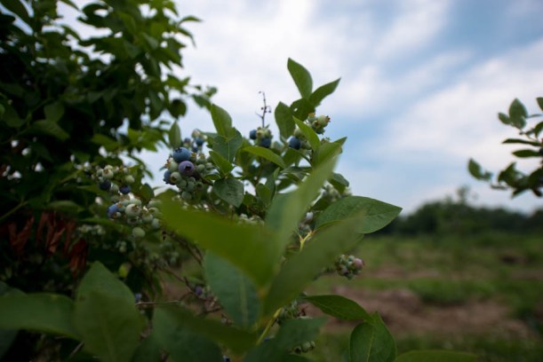 I am listening to Andrew W. K. while writing these captions. This combo isn't working. Pastoral pictures and frat rock, not a good combo. Anyway, this is what a blueberry bush looks like. 