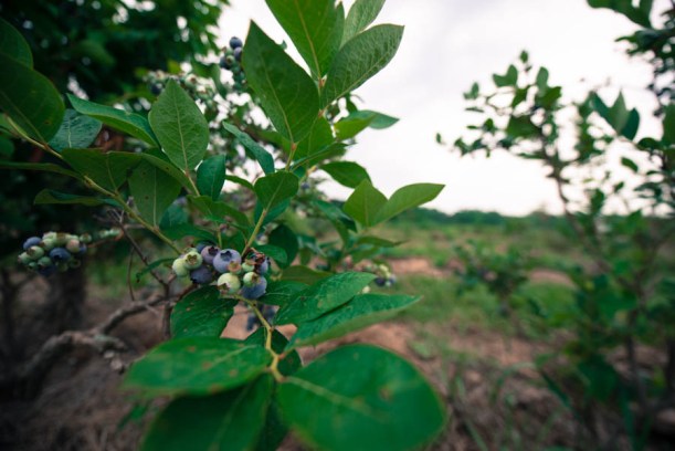 Like strawberries, efficient blueberry picking is based on your eye catching color peeking out between leaves. 