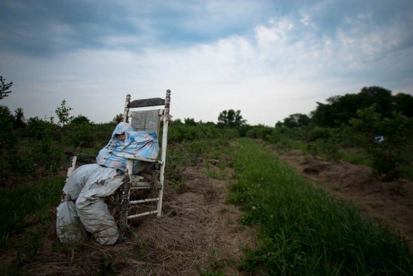 Their low-tech bird repellent. 