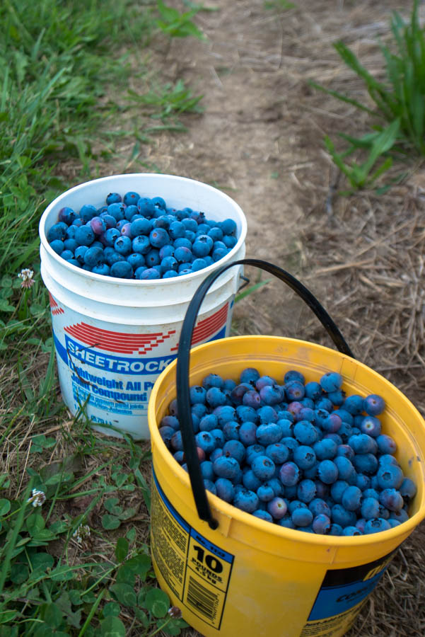 This is what almost eight quarts of blueberries looks like. 