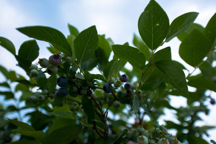 I've never seen a blueberry shrub before. They are squat little bushes. 