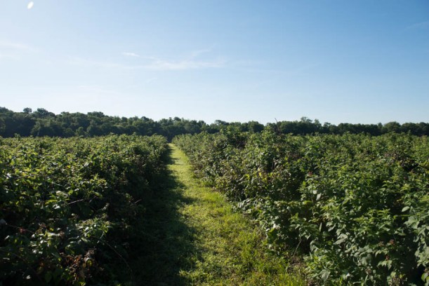 These fields were gorgeous. 