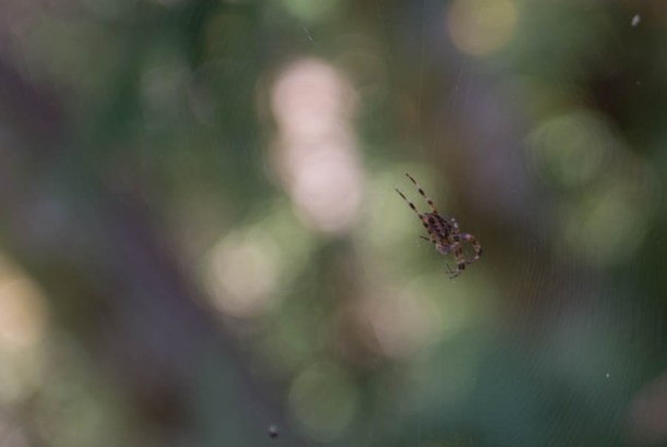 What do they eat? There was little to no insect noise in the woods. 