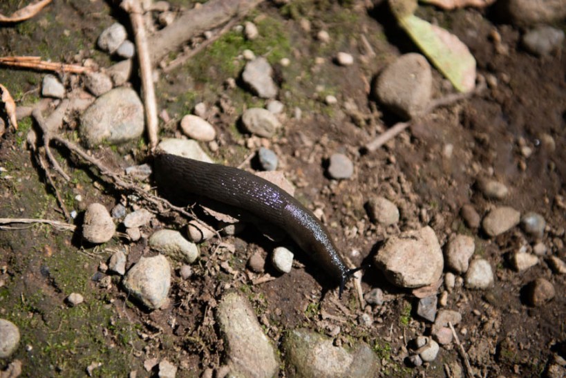 This slug was about 2 inches long. *shudder*