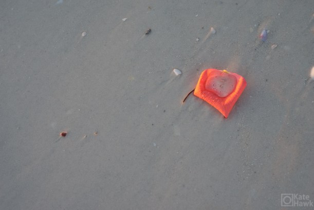 20150530-20150530-DSC_1398