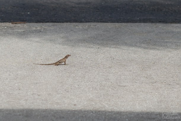 LIzard friend. He hung out in front of our bungalow. 