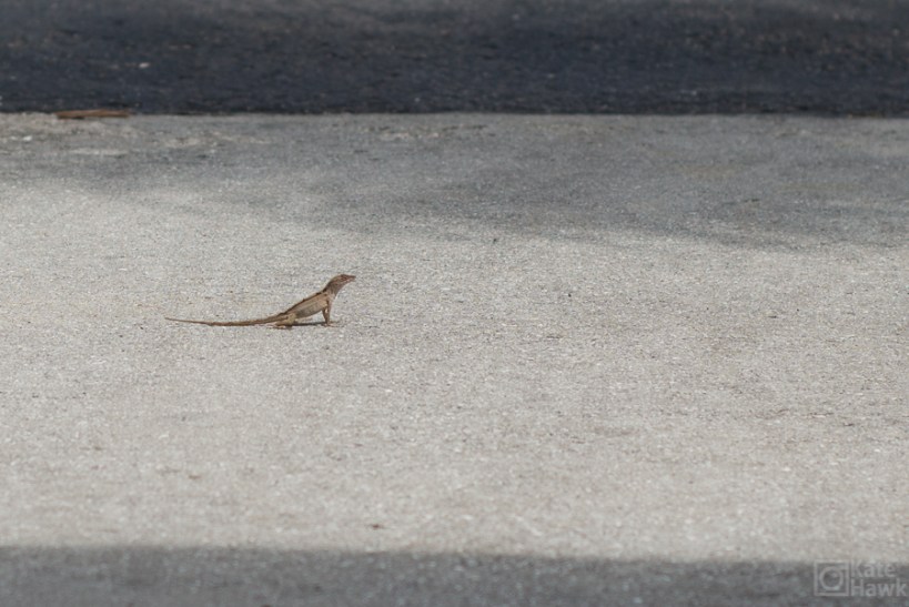 LIzard friend. He hung out in front of our bungalow. 