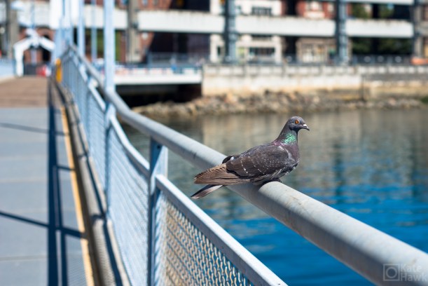 Seattle winged varmint.