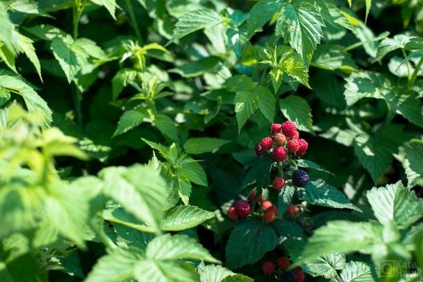 20150704-20150704-DSC_4882