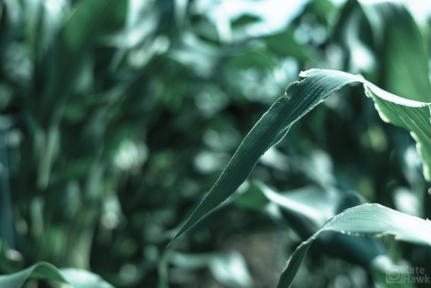 20150704-20150704-DSC_4895