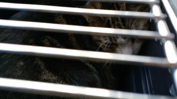 Henry was not impressed with this adventure. To him this was much like his 