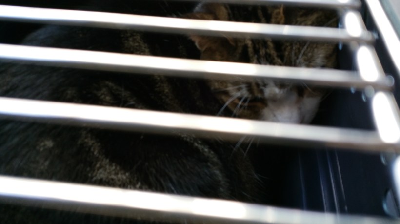 Henry was not impressed with this adventure. To him this was much like his 