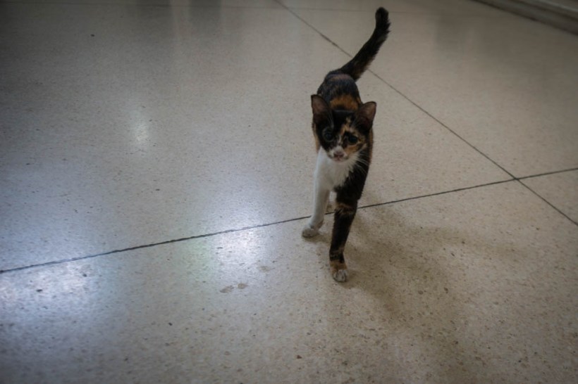 The condition of the animals there broke my heart. There were so many of them wandering the streets injured and suffering. I know the country has limited means, but this upset me more than I can say.